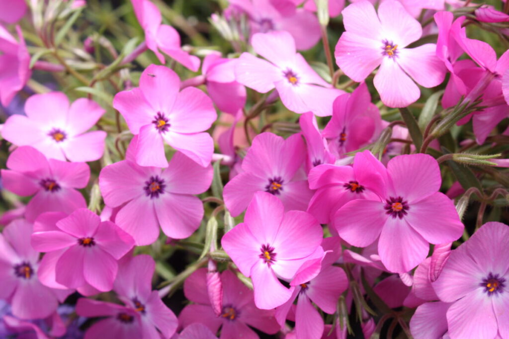 phlox pink profusion perennial