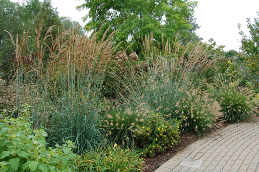 Landscaping Ideas 10 Favorite Ornamental Grasses For Midwest Landscaping 