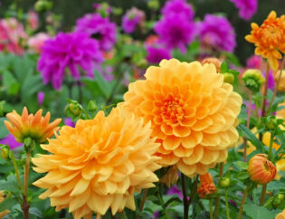 orange dahlias