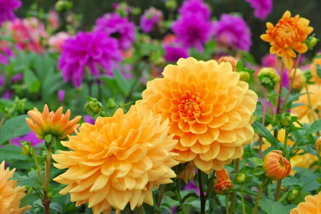 orange dahlias